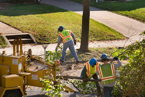 Best Tree Risk Assessment  in Stephens City, VA